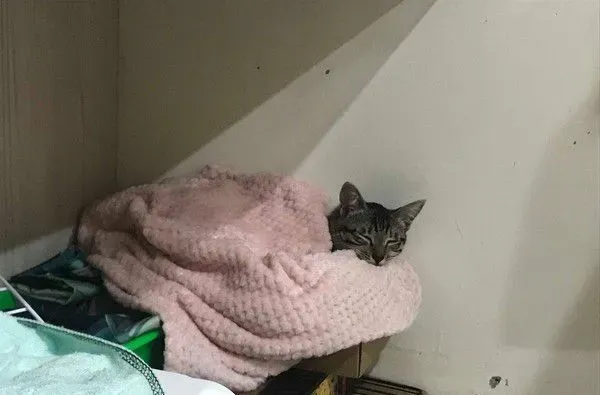 虎斑猫偷穿亮眼粉红色洋装 马麻傻眼：这是要去哪 | 猫