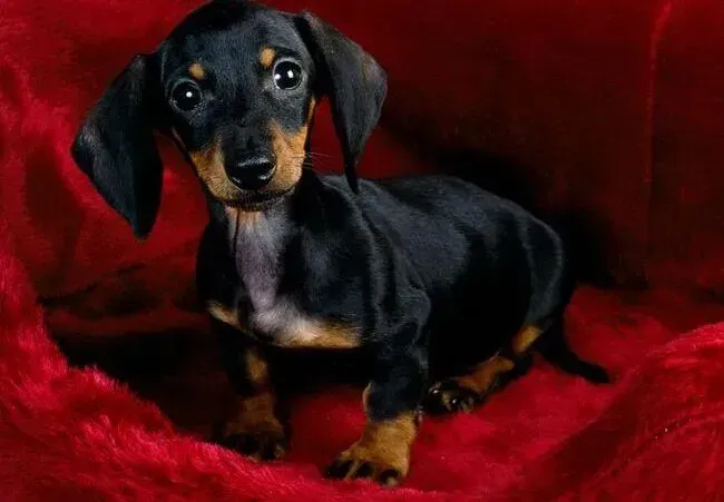 腊肠犬|解读腊肠犬喜欢埋东西的心理