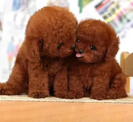 泰迪犬|清理宝典 泰迪犬洗澡期间应注意哪些事项