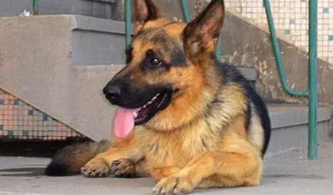 德国牧羊犬|必学急救常识 德国牧羊犬意外受伤应如何应对