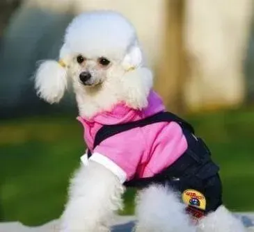 贵宾犬|如何让你的贵宾犬具备良好的服从性