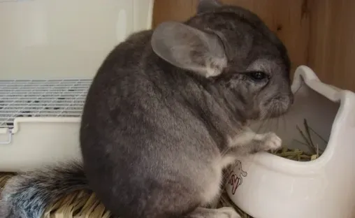怎么养好龙猫 养好龙猫的几个注意事项 | 龙猫