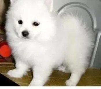 银狐犬|不能给银狐犬吃剩饭剩菜的原因