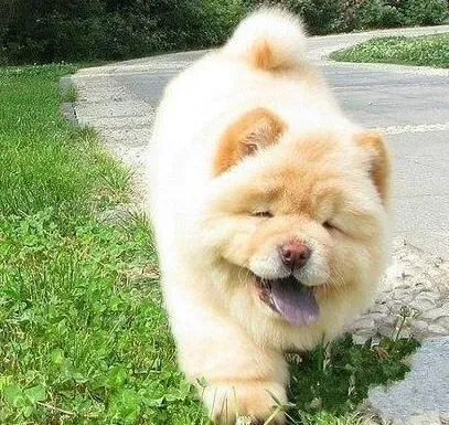 松狮犬|勤能补拙 让松狮犬学会“蹲下”的动作