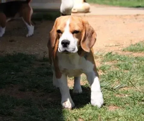 比格犬|比格犬怀孕前要做好哪些准备呢 求指点