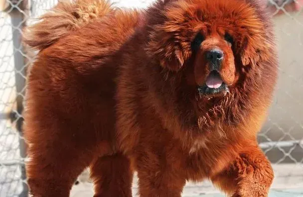 藏獒|家庭医生告诉你如何急救车祸中的藏獒