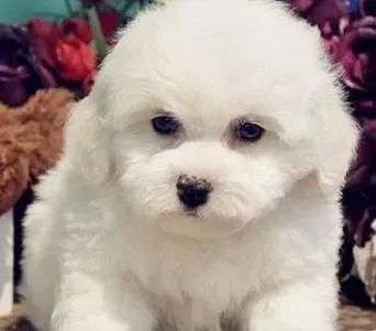 比熊犬|饲养比熊犬请勿走这些弯路