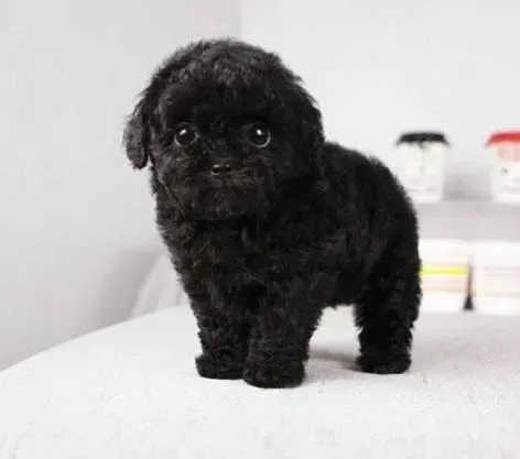 泰迪犬|科学喂养 合理搭配泰迪犬的干湿粮