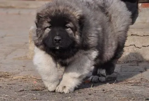 高加索犬|关于高加索犬被毛的养护细则介绍
