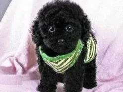 贵宾犬|给贵宾犬做绝育手术的细则问题介绍