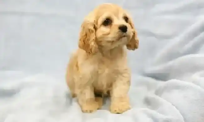 可卡犬|刚抱回来的可卡犬不爱吃狗粮是生病了吗