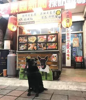 汪汪们护卫马麻取钱 黑脸警戒让主人超安心!