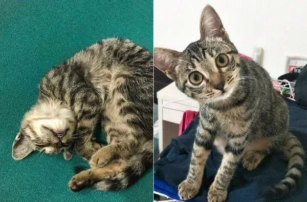 虎斑猫偷穿亮眼粉红色洋装 马麻傻眼：这是要去哪 | 猫