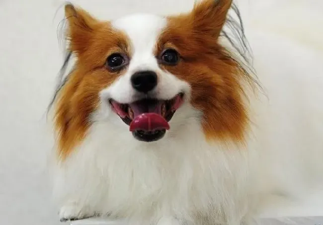 蝴蝶犬|饲主如何给蝴蝶犬挑选生活用品——项圈