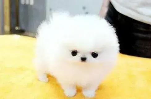 博美犬|博美犬上吐下泻，呕吐物里有蛔虫怎么办