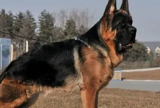 德国牧羊犬|万物苏生 春季饲养德国牧羊犬的小妙招