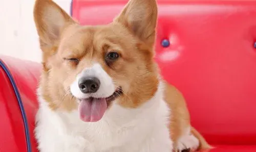 柯基犬皮肤病 患皮肤病的原因有哪些 | 柯基犬