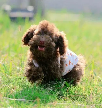 贵宾犬不能吃什么水果 不能吃什么蔬菜 | 贵宾犬