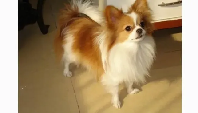 蝴蝶犬|蝴蝶犬关节保健需知