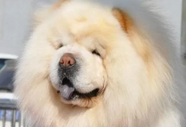 松狮犬|美味的松狮犬茄汁荷包饭是怎么做出来的