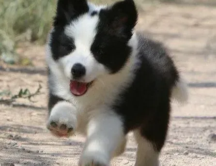 边境牧羊犬|边境牧羊犬得了犬窝咳吃什么药治疗