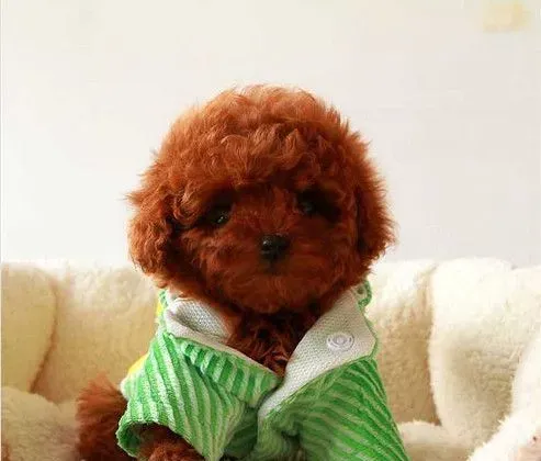 茶杯泰迪犬的寿命 寿命在12到15年左右 | 茶杯泰迪犬