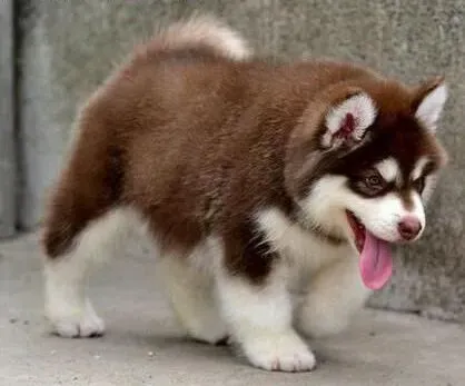阿拉斯加犬|阿拉斯加犬缺乏维生素会有哪些表现
