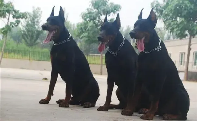 杜宾犬|杜宾犬牙齿养护有哪些最基本的原则