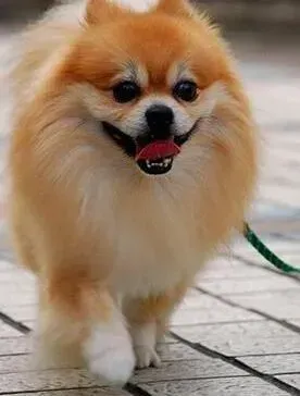 博美犬|博美犬外耳炎的预防和治疗方法