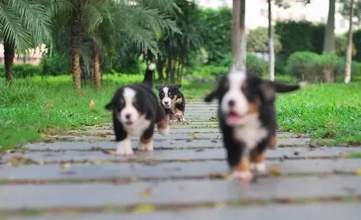 伯恩山犬|正确饲养伯恩山犬的观念很重要