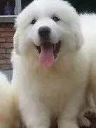 大白熊犬|哪些原因造成了大白熊犬初次到家就生病