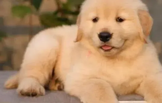 金毛|2个多月金毛犬需要补钙吗