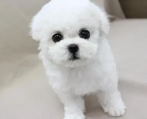 比熊犬|狗狗大练兵 训练比熊犬千万不要犯的错误
