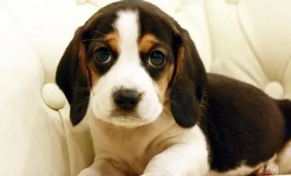 比格犬|生命在于运动 比格犬运动时须注意哪几点