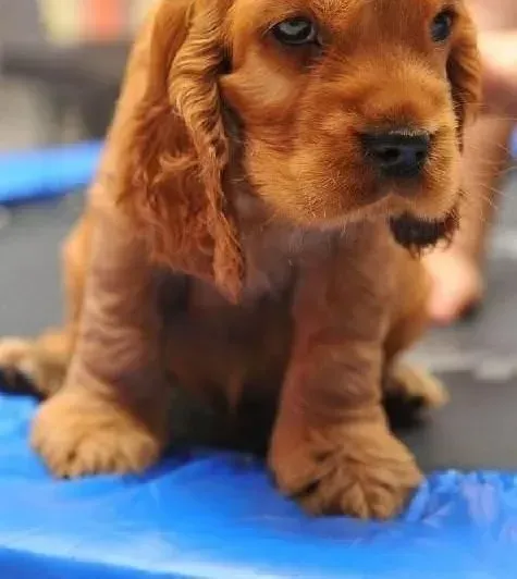 可卡犬|春秋换季怎样防止可卡犬感冒