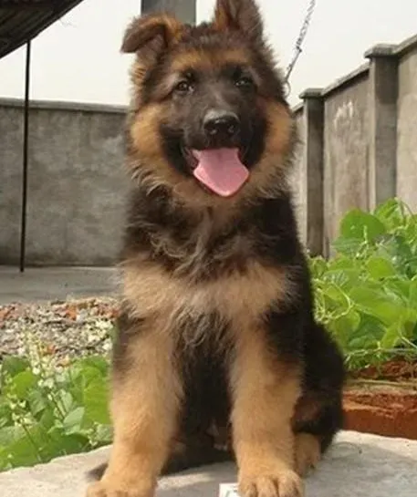 德国牧羊犬|营养狗粮可延缓德国牧羊犬的老年痴呆