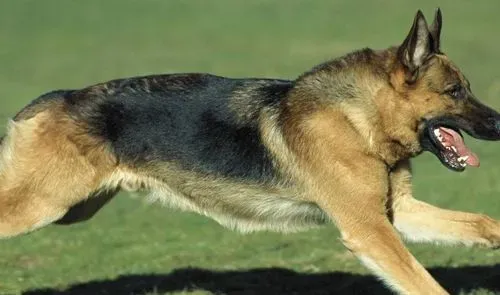 四个月大的德国牧羊犬该怎么饲养 饲喂次数减到3次 | 德国牧羊犬