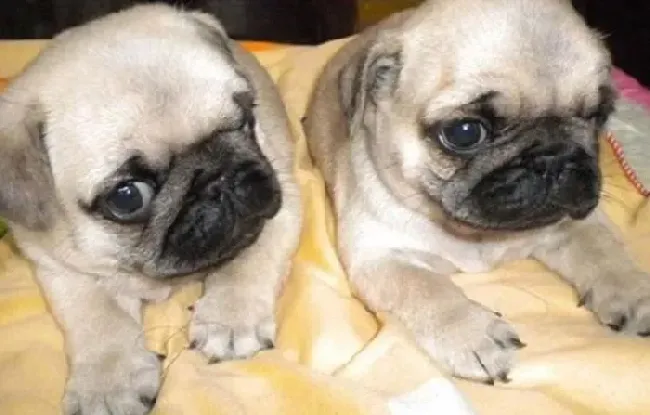 巴哥犬|运动好项目 巴哥犬主人如何正确的投掷飞盘