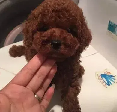 贵宾犬|贵宾犬脚掌脱皮，干裂是为什么