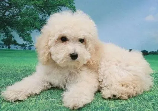 泰迪犬|让狗狗远离寄生虫 保障泰迪犬的身体健康