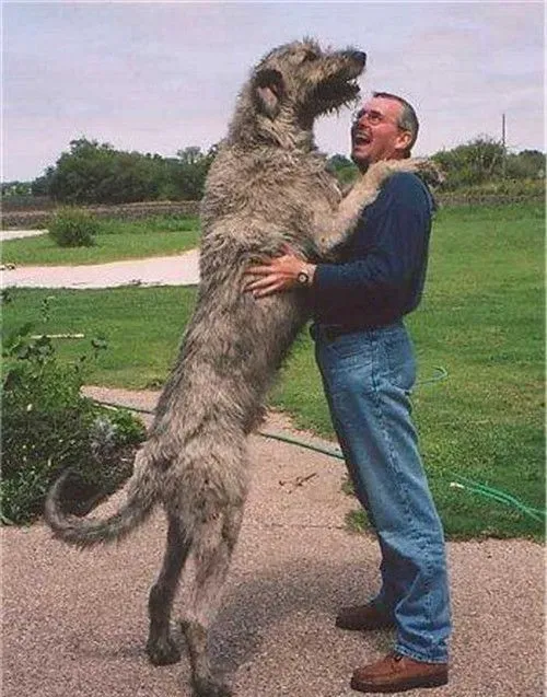 爱尔兰猎狼犬有多大 爱尔兰猎狼犬整体外貌 | 爱尔兰猎狼犬