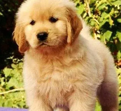 金毛|金毛犬的异常举动就是生病的信号灯