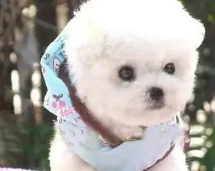 比熊犬|怎样给满月后的比熊犬制定饮食计划