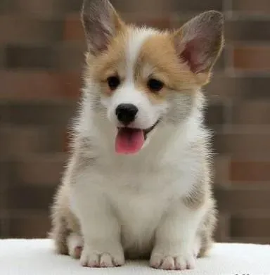 柯基犬|怎么训练才能让柯基犬学会握手技能