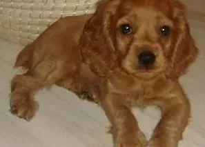 可卡犬|可卡犬只喝水不吃东西，还流眼泪是什么毛病