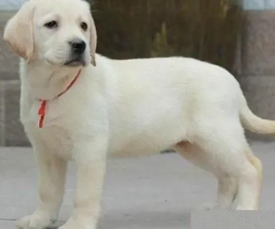拉布拉多|控制拉布拉多犬的饭量有什么好处和坏处
