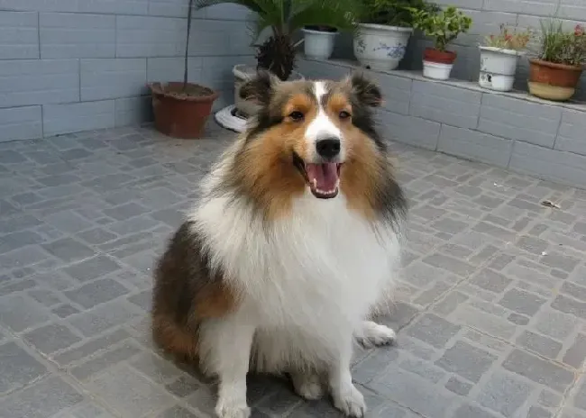 喜乐蒂|喜乐蒂犬多大开始吃美毛粉 多大换毛呢