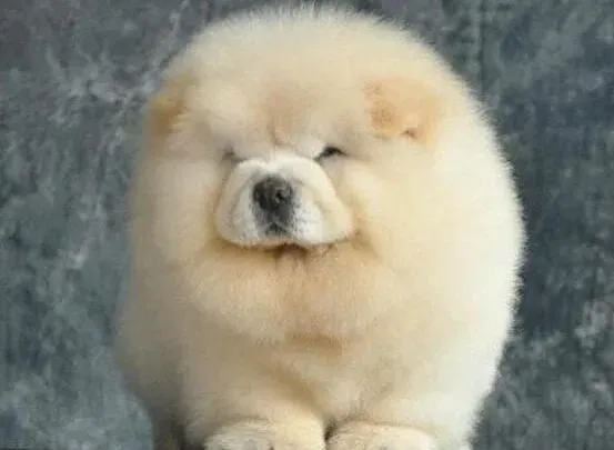 松狮犬|适当的运动保证松狮犬身体健康 延年益寿