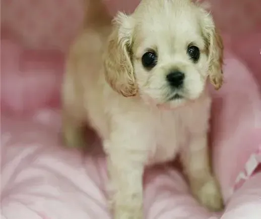 可卡犬|可卡犬到新家后不爱吃饭没精神如何是好