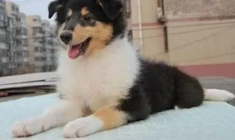 苏格兰牧羊犬|饭后和苏格兰牧羊犬散步的规矩多